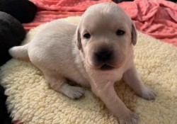 Alpha Bravo Canine to host ”Puppy Love” at White Dog Cafe Wayne on Sunday, April 30