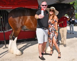 Devon Horse Show supporters attend Budweiser Clydesdales reception