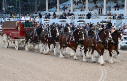 Scenes from the Rajant reception at the Devon Horse Show