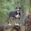 White Dog Cafe & Pet Photographer seeks submissions for book celebrating dogs – proceeds benefit Alpha Bravo Canine