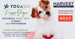 Puppy Yoga Series set for Harvest Seasonal Grill & Wine Bar